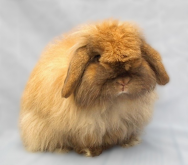 American Fuzzy Lop