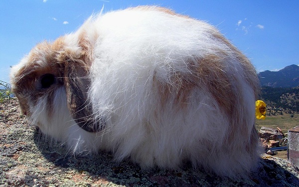 American Fuzzy Lop