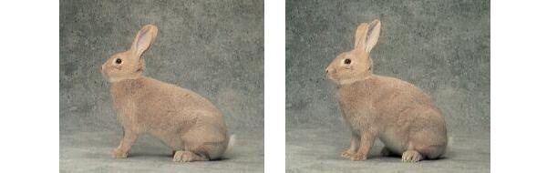 Coniglio maschio e femmina "Argentata Piccola"