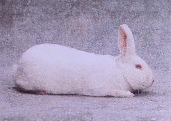 Coniglio maschio razza "Bianca di Nuova Zelanda"
