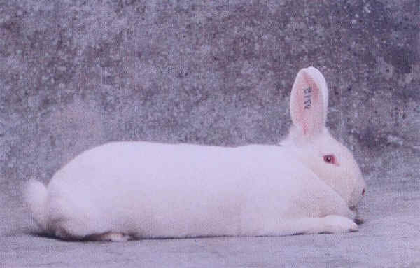 Coniglio femmina razza "Bianca di Nuova Zelanda"
