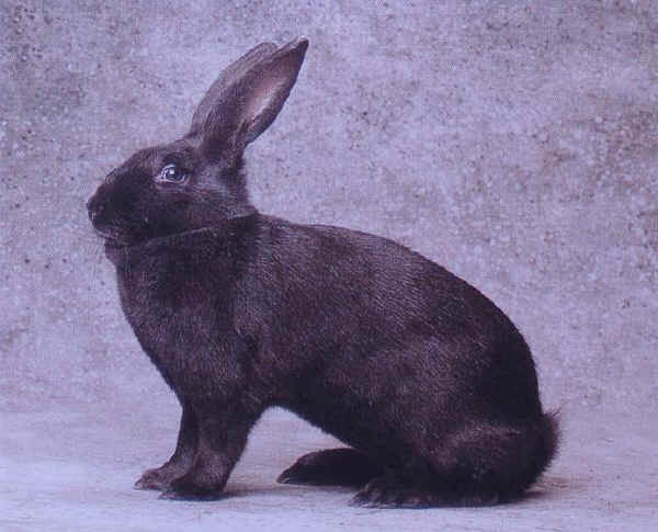 Coniglio femmina di razza "Blu di Vienna"