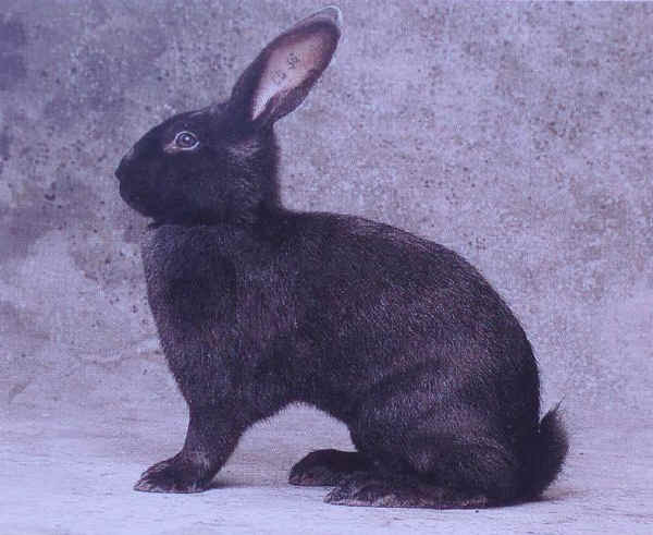 Coniglio maschio di razza "Blu di Vienna"