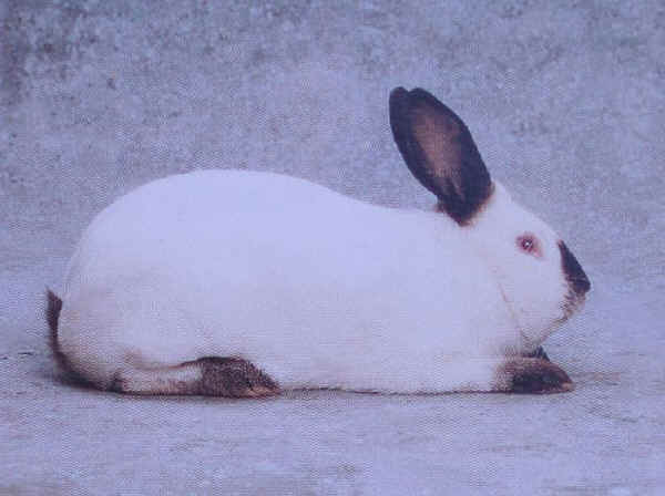 Coniglio maschio di razza "Californiana"