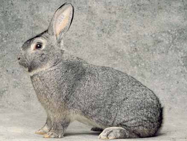 Coniglio maschio di razza "Cincillà Grande" 