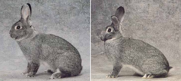 Coniglio di razza "Cincillà Piccolo" 