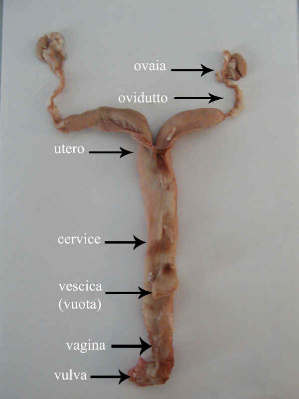 Utero di coniglia