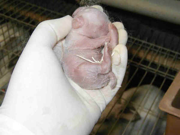 Coniglietto alla nascita 
