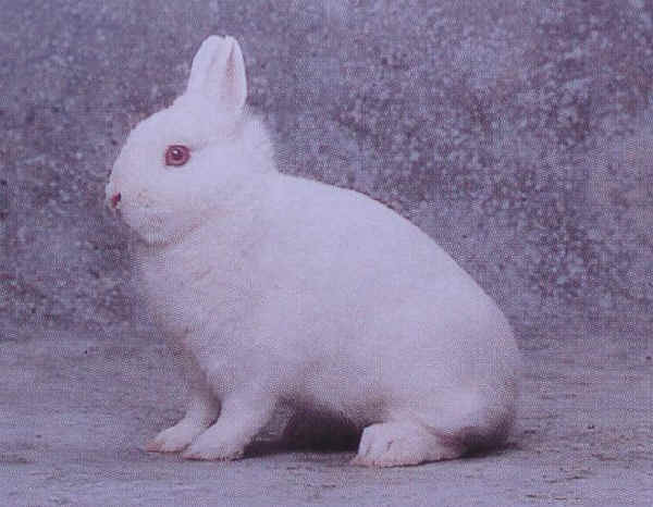 Coniglio maschio di razza "Ermellino"
