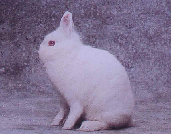Coniglio femmina di razza "Ermellino"