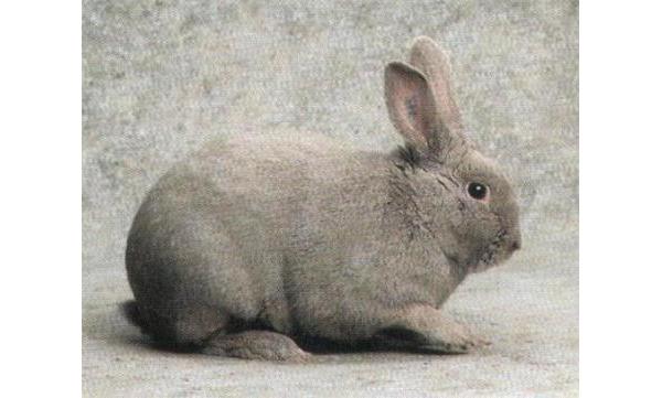 Coniglio femmina di razza "Fata di Marburgo"