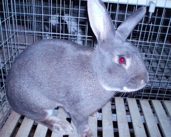 Coniglio maschio di razza "Fata Perlata"