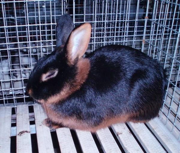 Coniglio maschio di razza "Focata"