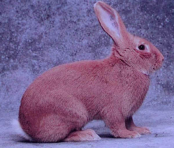 Coniglio maschio di razza "Fulva di Borgogna"