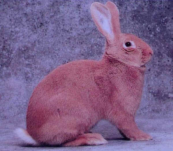 Coniglio femmina di razza "Fulva di Borgogna"