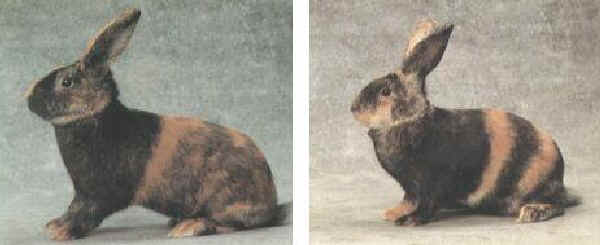 Coniglio maschio e femmina di razza "Giapponese"