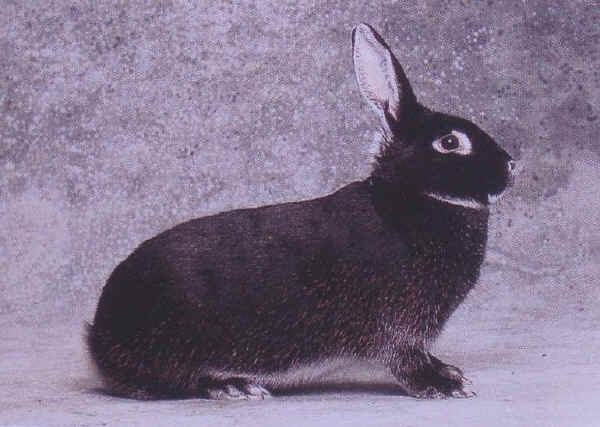 Coniglio femmina di razza "Giarra Bianca"