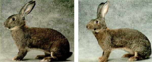 Coniglio maschio e femmina di razza "Gigante"