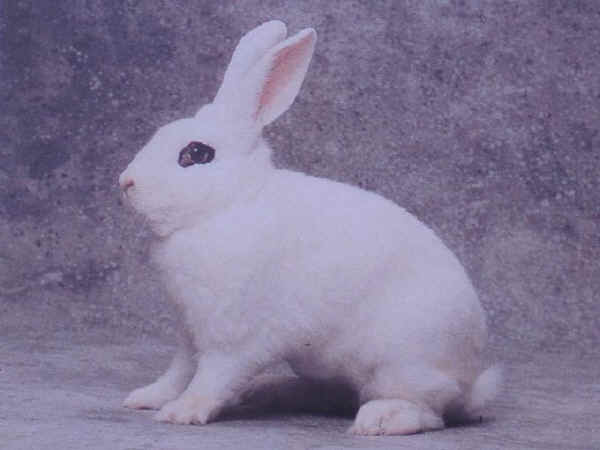 Coniglio maschio di razza "Hotot"