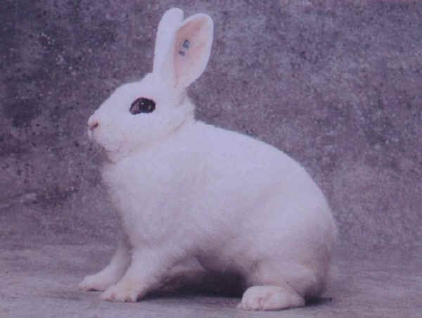 Coniglio femmina di razza "Hotot"