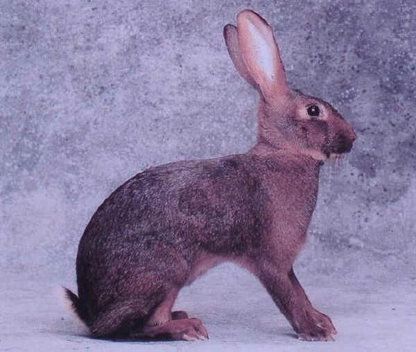 Coniglio femmina di razza "Lepre"