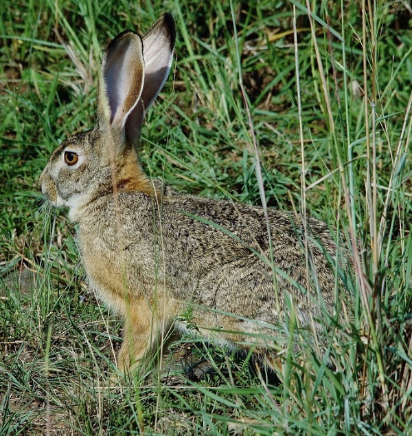 Lepus microtis