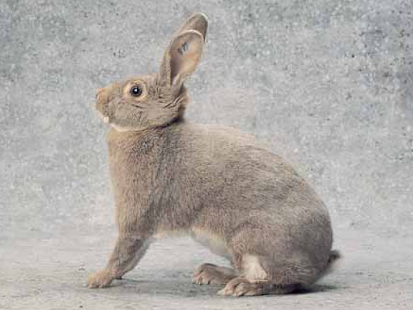 Coniglio maschio e femmina di razza "Lince"