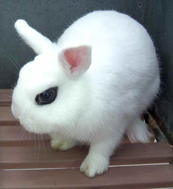 Coniglio Nano colorato hotot maschio 