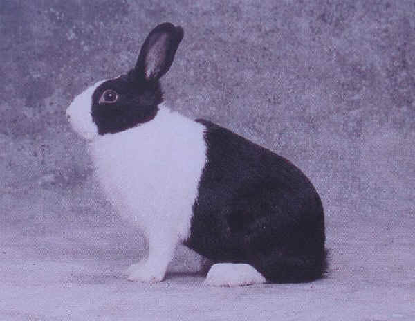 Coniglio maschio di razza "Olandese"