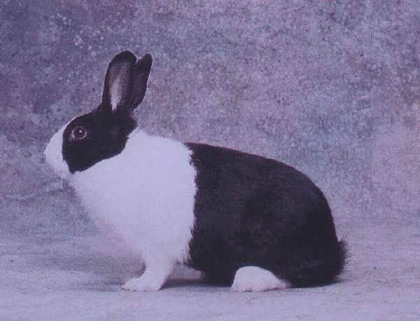 Coniglio femmina di razza "Olandese"