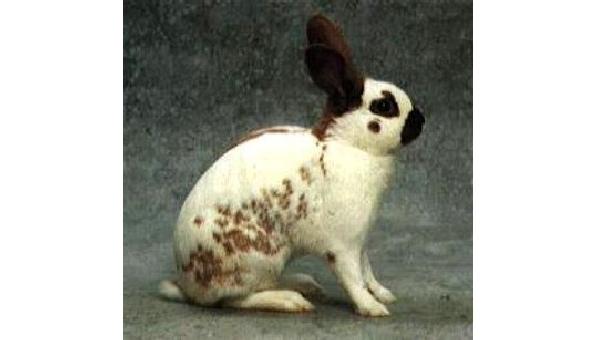 Coniglio di razza "Pezzata Inglese" colorazione madagaskar 