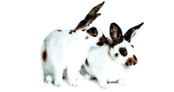Conigli di razza "Pezzata Tricolore" 