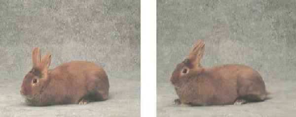 Coniglio maschio e femmina di razza "Satin"