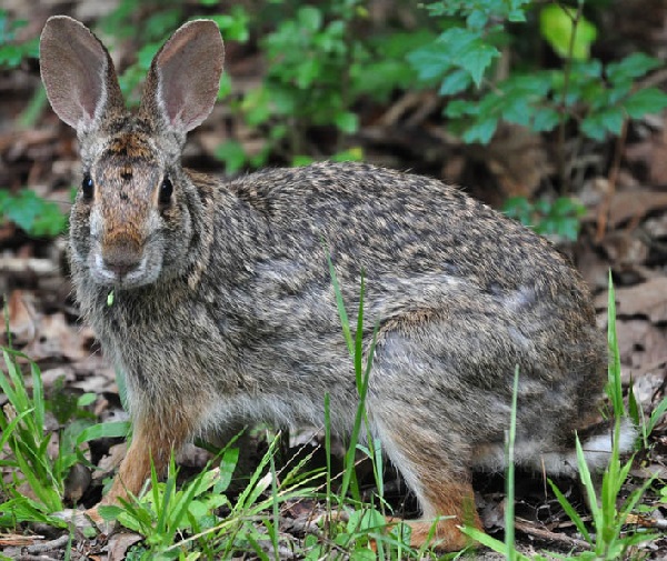 Sylvilagus aquaticus