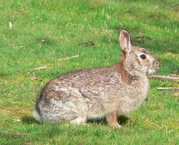 Sylvilagus bachmani