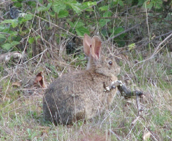 Sylvilagus bachmani