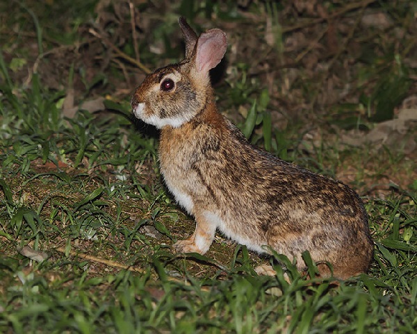 Sylvilagus brasiliensis