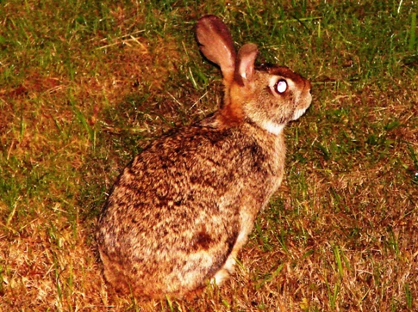 Sylvilagus brasiliensis