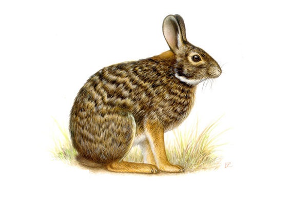 Sylvilagus dicei