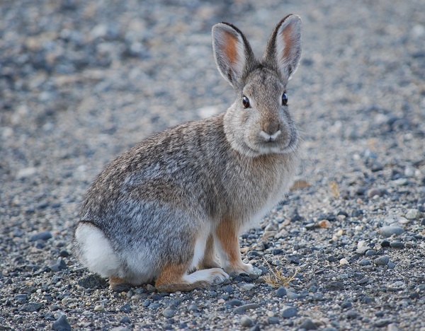 Sylvilagus nuttallii