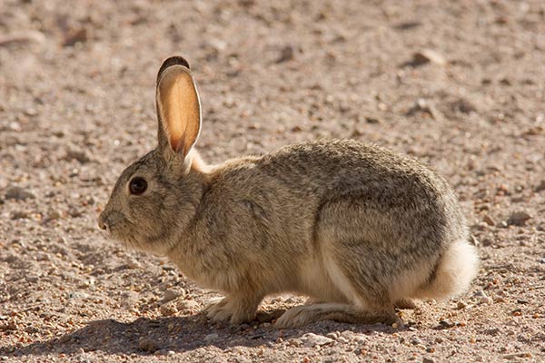 Sylvilagus nuttallii