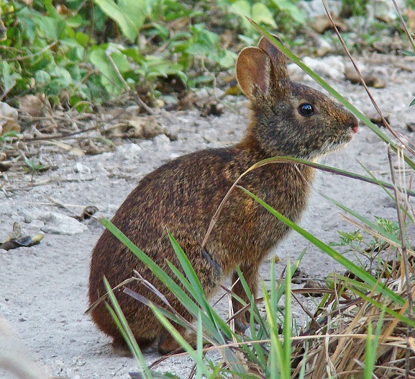 Sylvilagus palustris