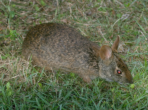 Sylvilagus palustris