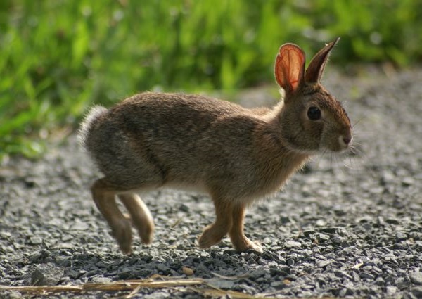 Sylvilagus transitionalis