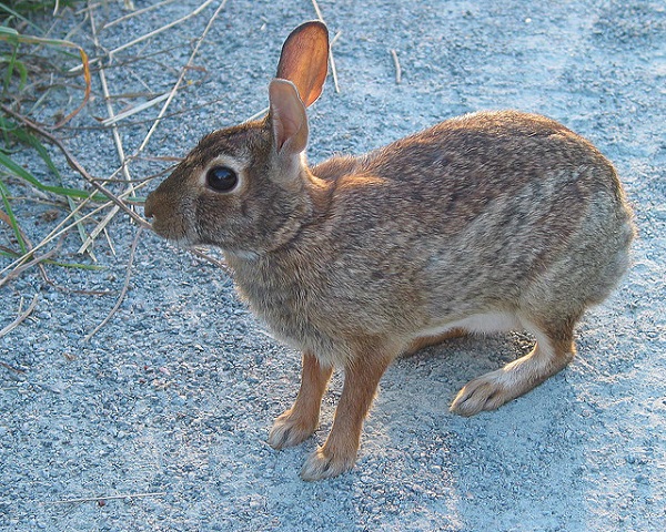 Sylvilagus transitionalis