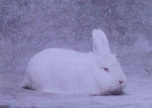 Coniglio maschio di razza "Volpe" bianca