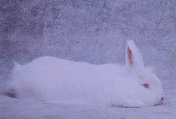 Coniglio femmina di razza "Volpe" bianca