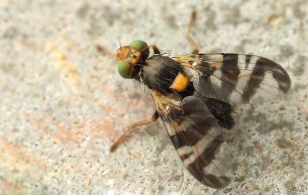 Adulto di mosca della ciliegia