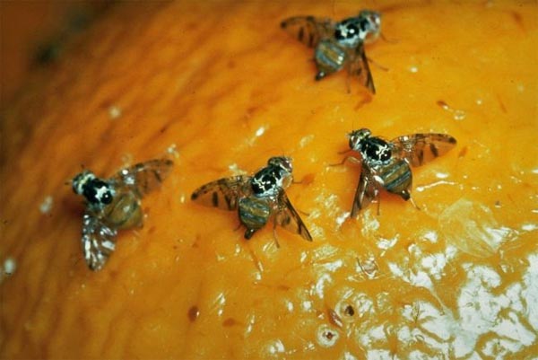 Adulto di Mosca della Frutta su arancio