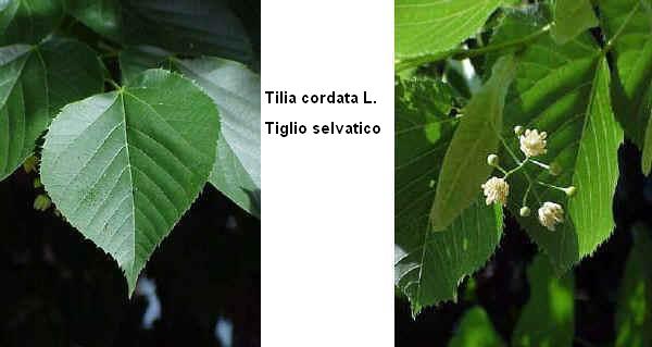 Tiglio selvatico